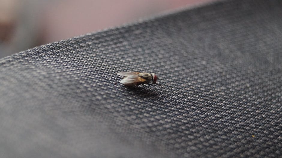 Close-up image of a small insect, possibly a fly or spider, situated on the edge of a weathered, light grey concrete surface. The insect has a dark, shiny body with thin legs extended forward, and is